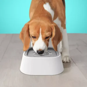 a water bowl