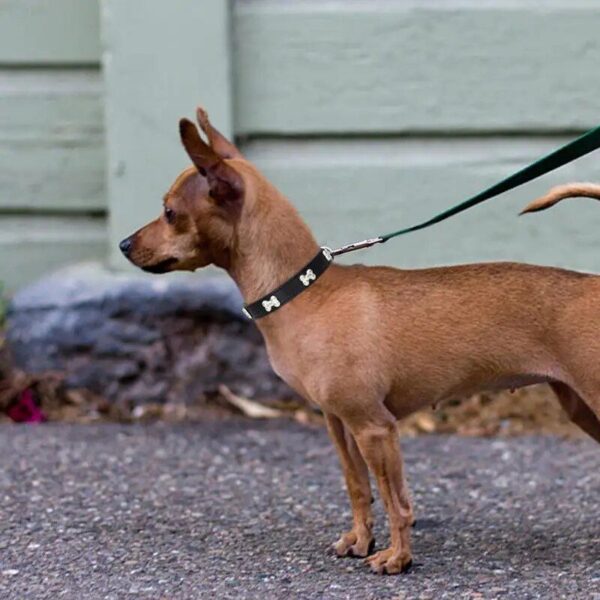 Leather Dog Collar - Image 5