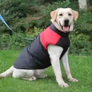 a black and red jacket for dog